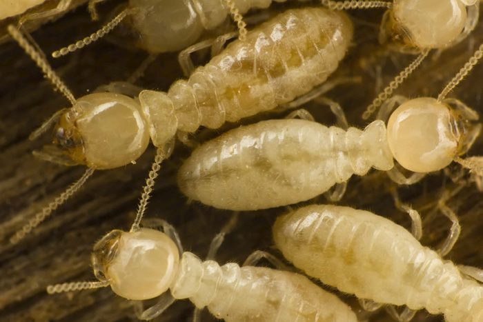 termite solutions pest control