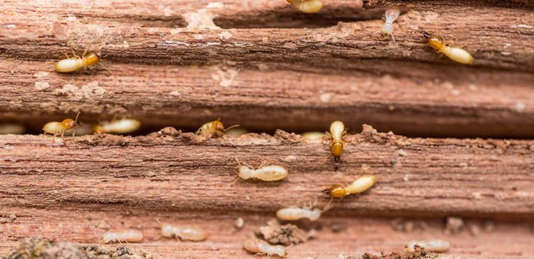Termite Monitoring Station With Key Lock & Luring Wood - Bfh Pest Control